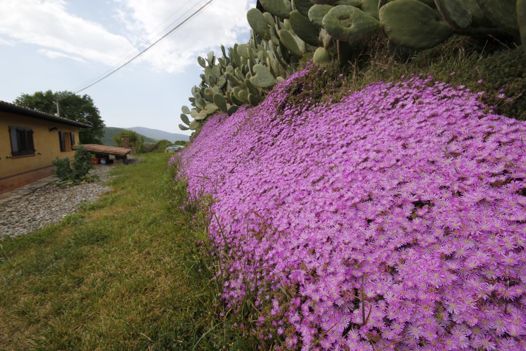 Agriturismo Cupido Montiano  Pokój zdjęcie